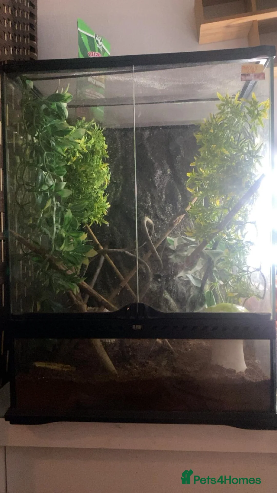 Gecko reptiles for sale: Female Dalmatian crested gecko with exo terra in Bolton - Advert 2