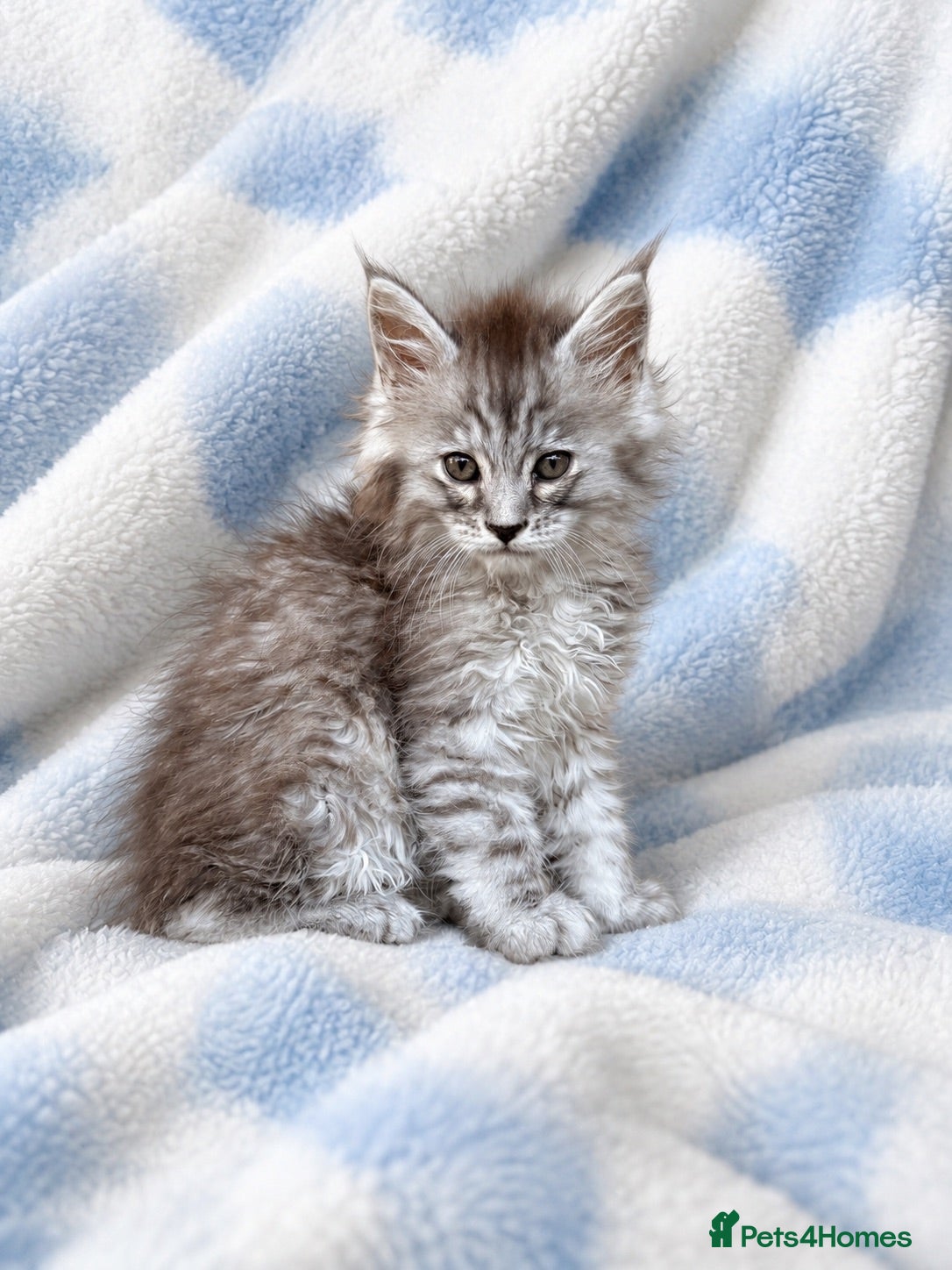 Maine Coon cats TICA registered Maine coon kittens  - Advert 2