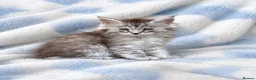 Maine Coon cats for sale: TICA registered Maine coon kittens  - Advert 2