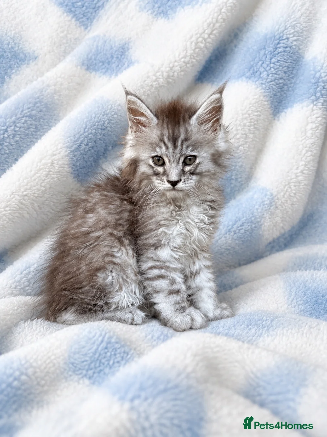 Maine Coon cats for sale: TICA registered Maine coon kittens  - Advert 2