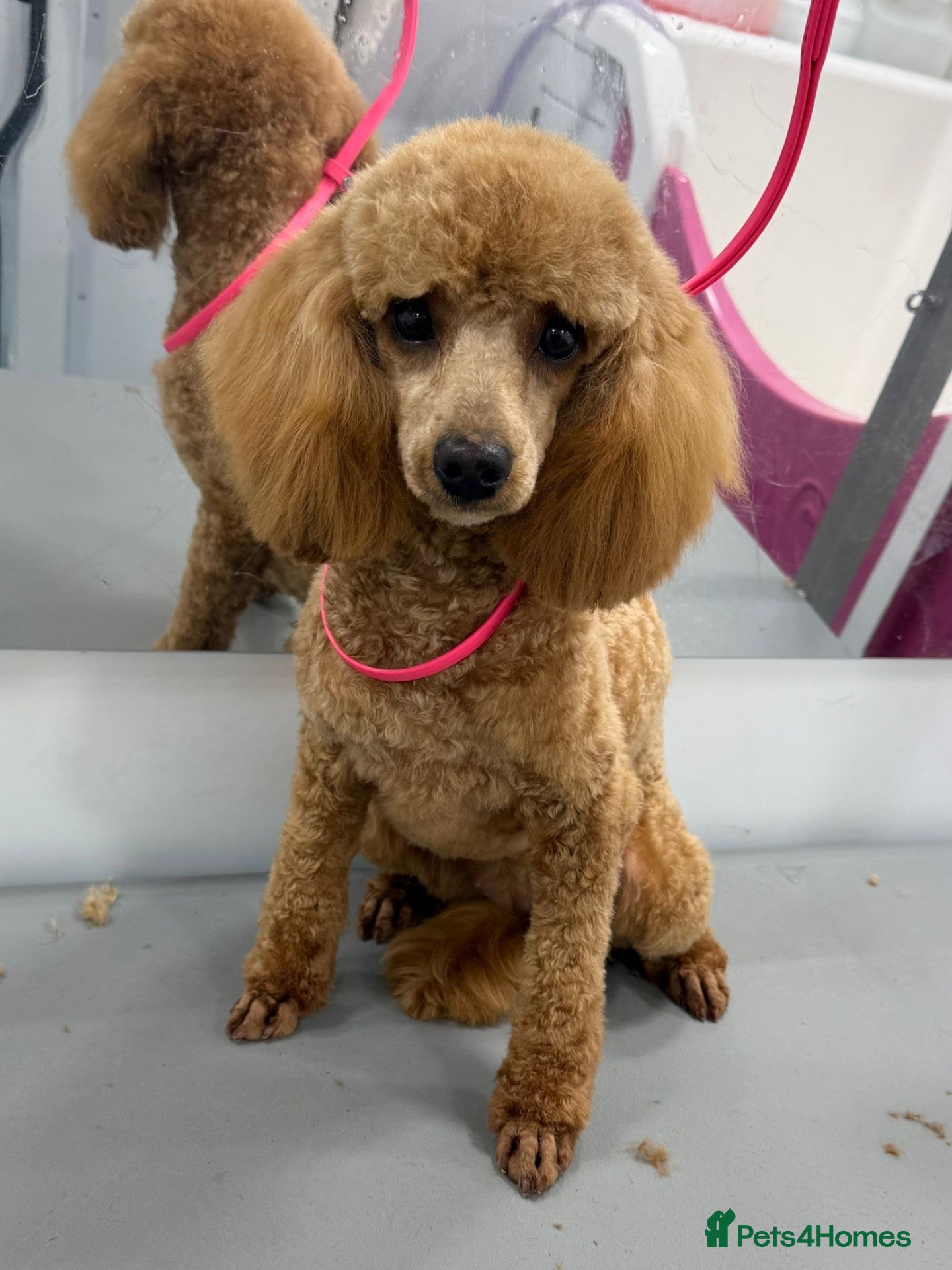 Toy Poodle dogs for sale: Health tested Asian toy poodle  - Advert 3