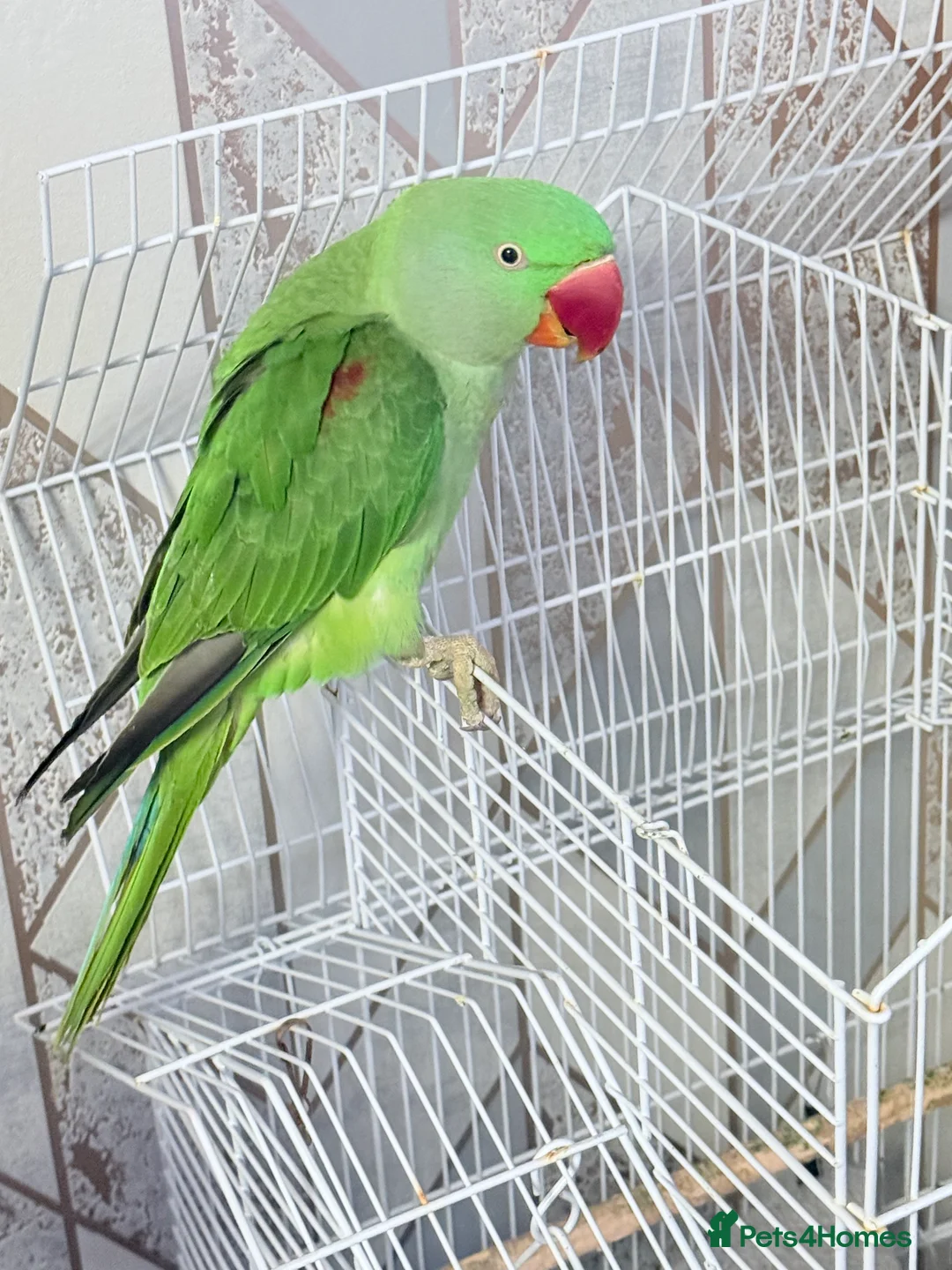 Parrots birds for sale: Alexander parrot  - Advert 5