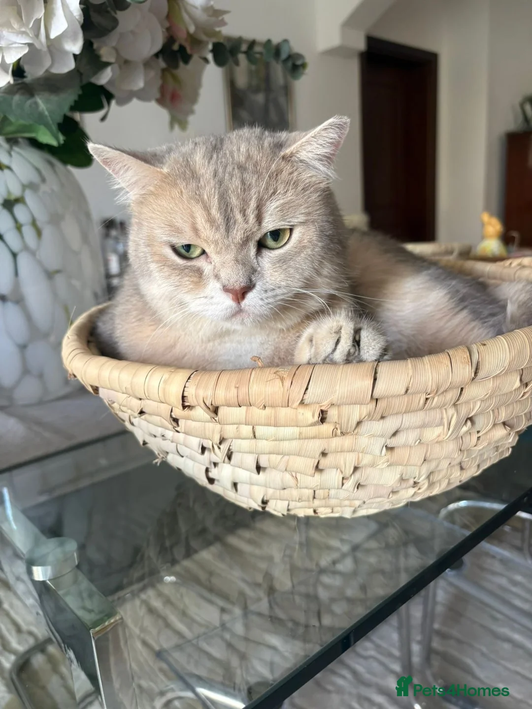 Domestic Shorthair cats for adoption: Little Max  - Advert 3