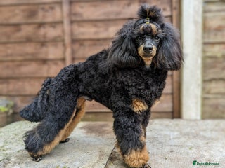 Toy Poodle dogs in Bolton - Advert 4