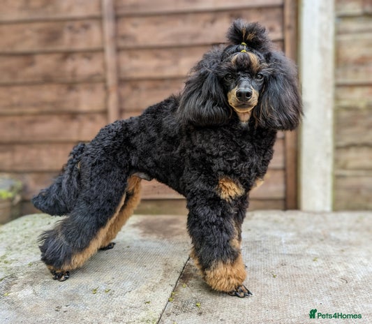 Toy Poodle dogs in Bolton - Advert 16