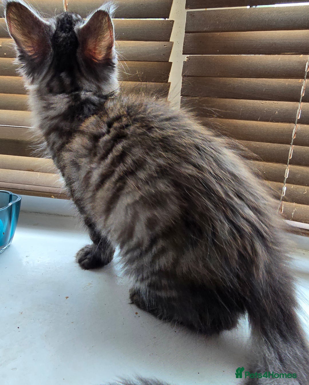 Maine Coon cats for sale: Maine coon kittens  - Image 19