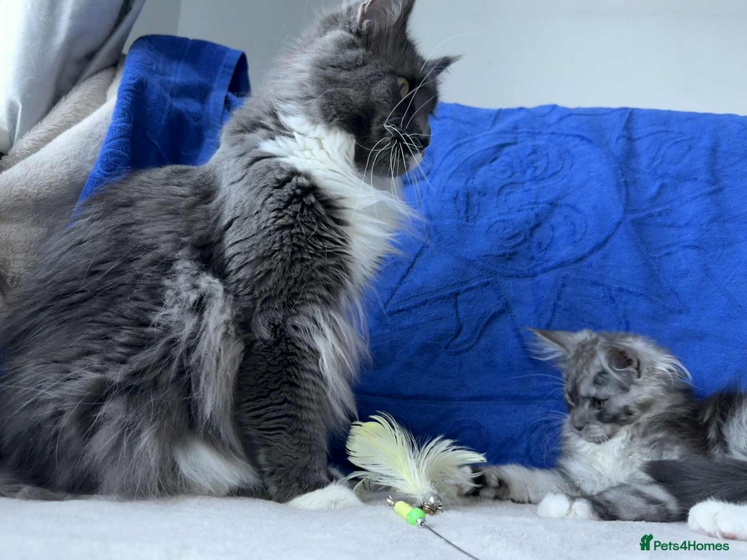 Maine Coon cats for sale: Maine coon girl - Advert 4