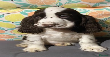 Cocker Spaniel dogs - Advert 11