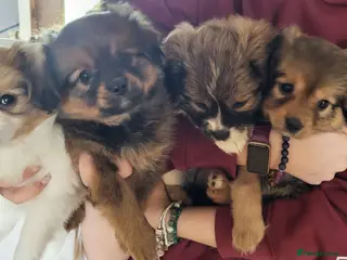 Mixed Breed dogs Unique Hybrid Cavapoms in Blackburn - Advert 13