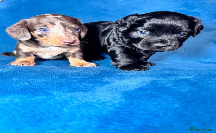Miniature Dachshund dogs - Advert 5