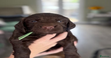 Cocker Spaniel dogs - Advert 3
