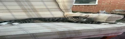 Siamese cats for sale: Mummy Dream  - Advert 5