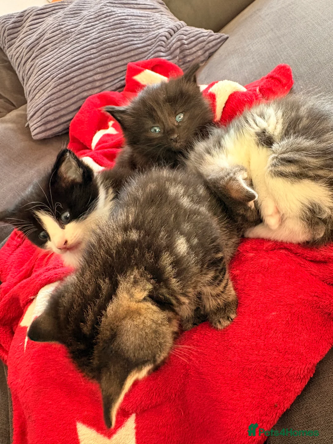 Mixed Breed cats for sale: Half bengal and Norwegian forest cat in Worcester Park - Advert 26
