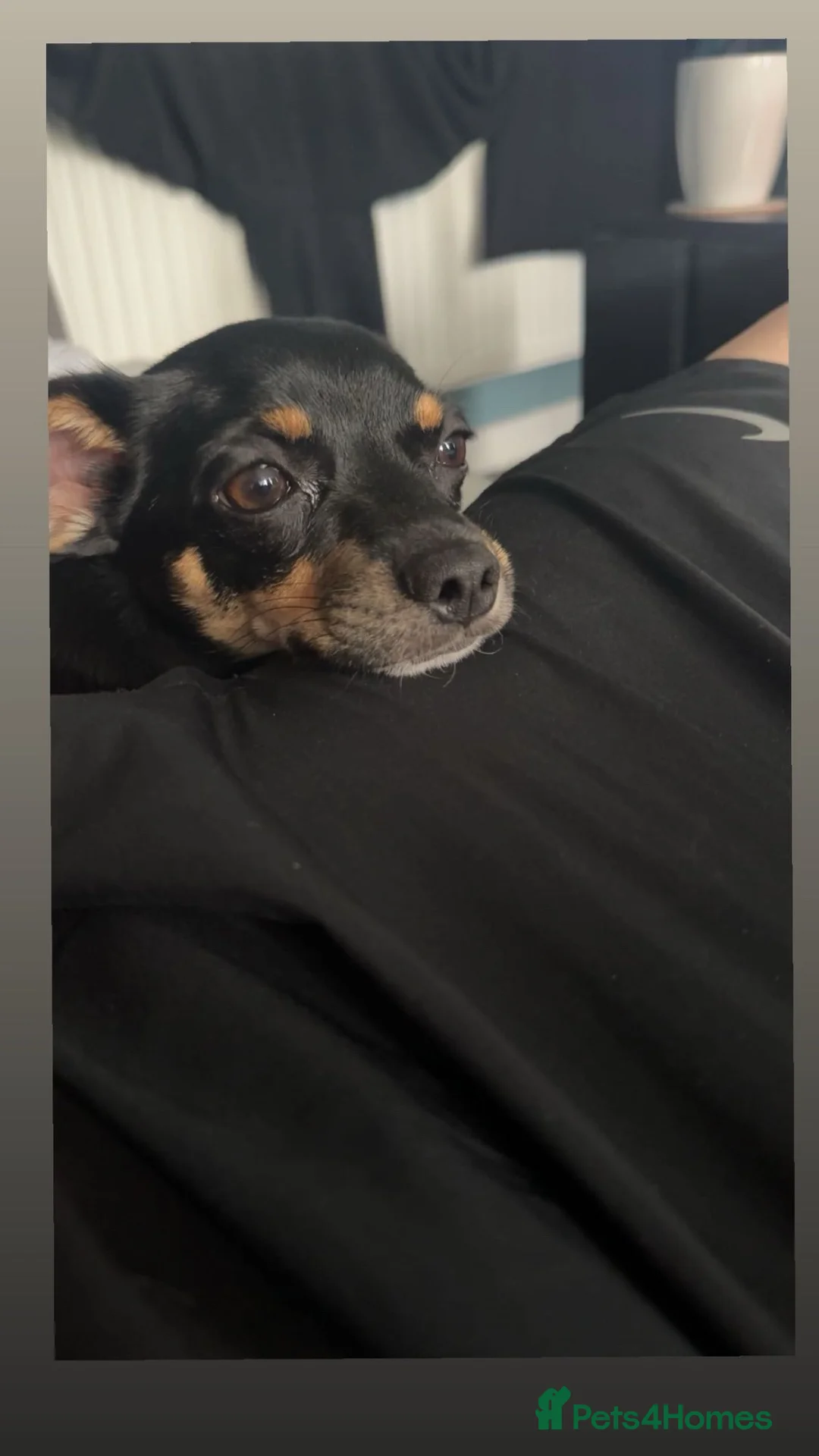 Jack Chi dogs for sale: Rory  in Rotherham - Advert 1