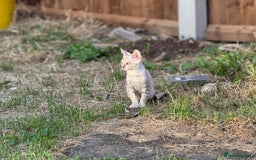 Bengal cats for sale: Champion line Bengal Snow Kittens  - Image 30