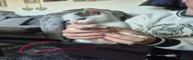 Mixed Breed 4