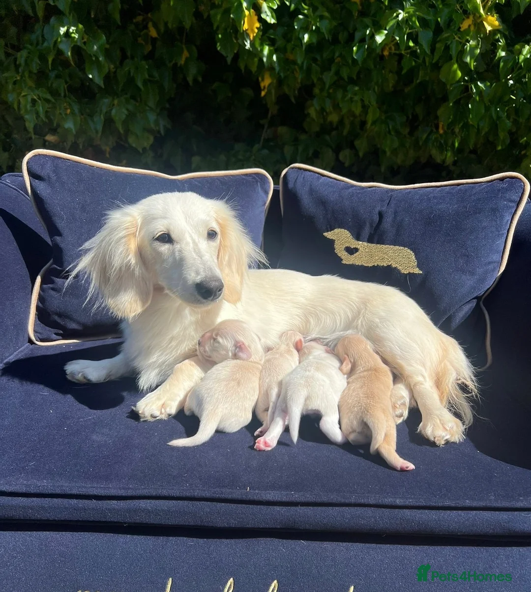 Miniature Dachshund dogs for sale: KC Registered Longhair Cream Miniature Dachshund  - Advert 2