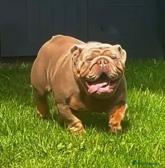 English Bulldog dogs Charlie for stud lilac and tan fullsuit - Advert 6