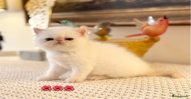 Persian cats - Advert 2