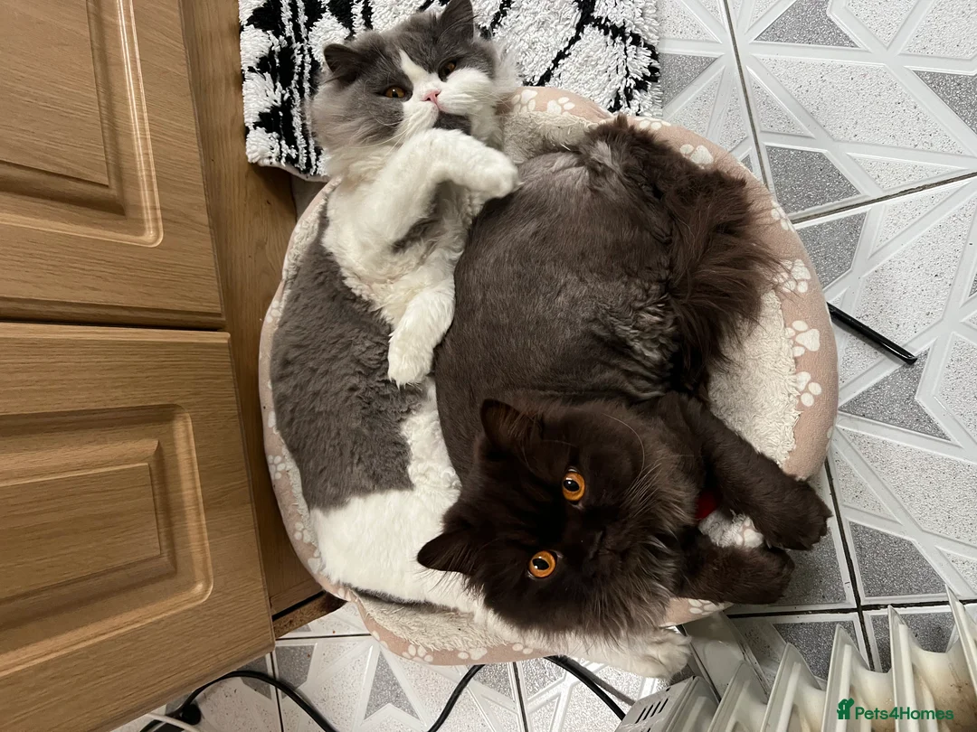 British Longhair cats for sale: The Cutest Playful Cats - Advert 1