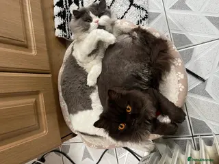 British Longhair cats The Cutest Playful Cats - Advert 2