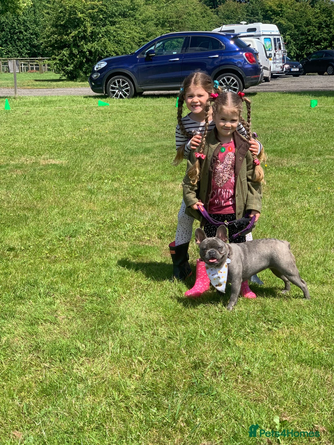 French Bulldog dogs for sale: Blue female French bulldog 2years old - Image 3