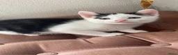 Mixed Breed cats for sale: 3 lovely boys looking for a great family - Advert 2
