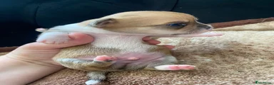 Chihuahua Puppy 5