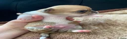 Chihuahua dogs for sale: Chihuahua puppies 1 boy💙 left  - Advert 24