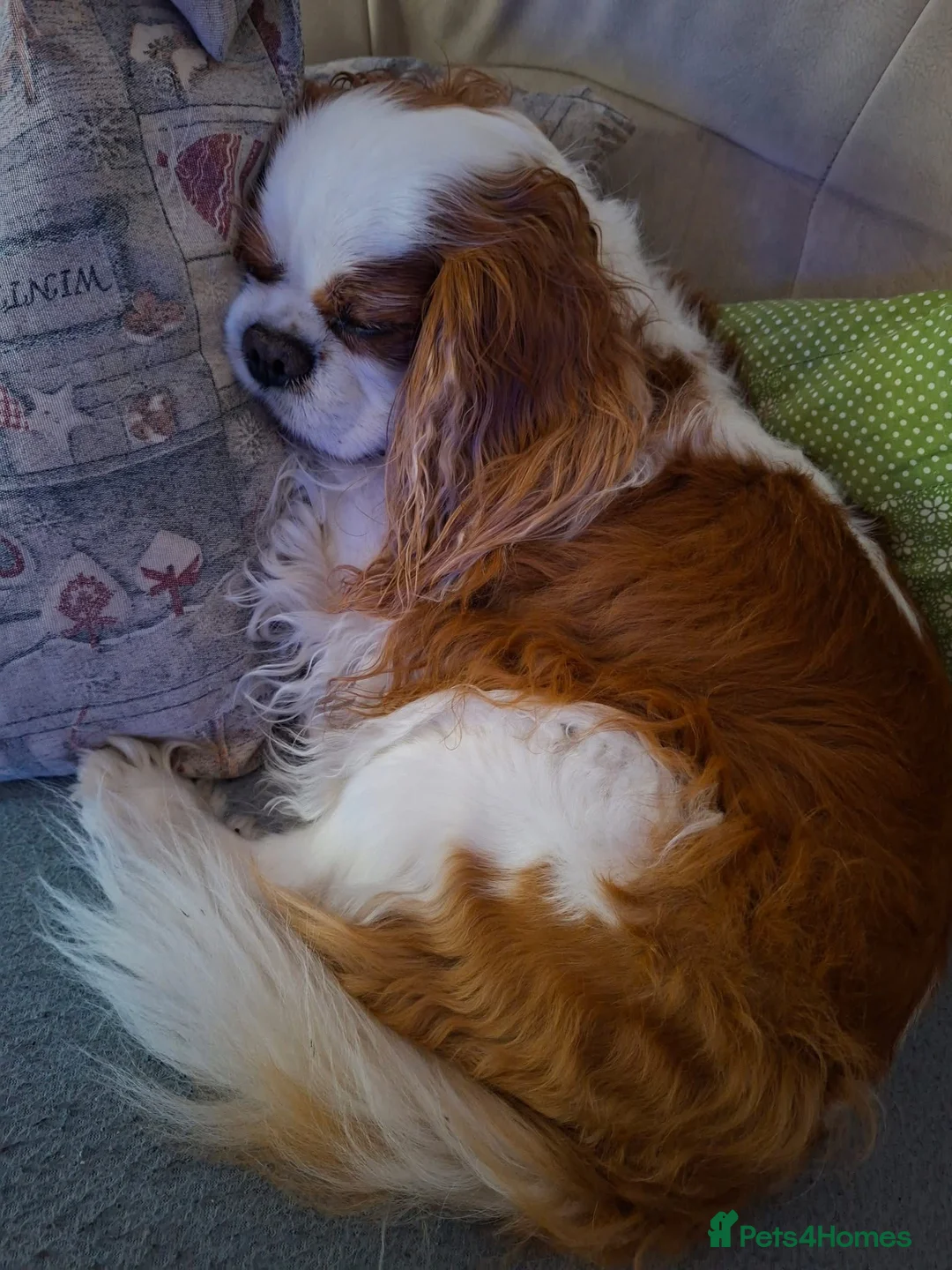 Cavalier King Charles Spaniel dogs for sale: Kc registered Blenheim girl  - Advert 2