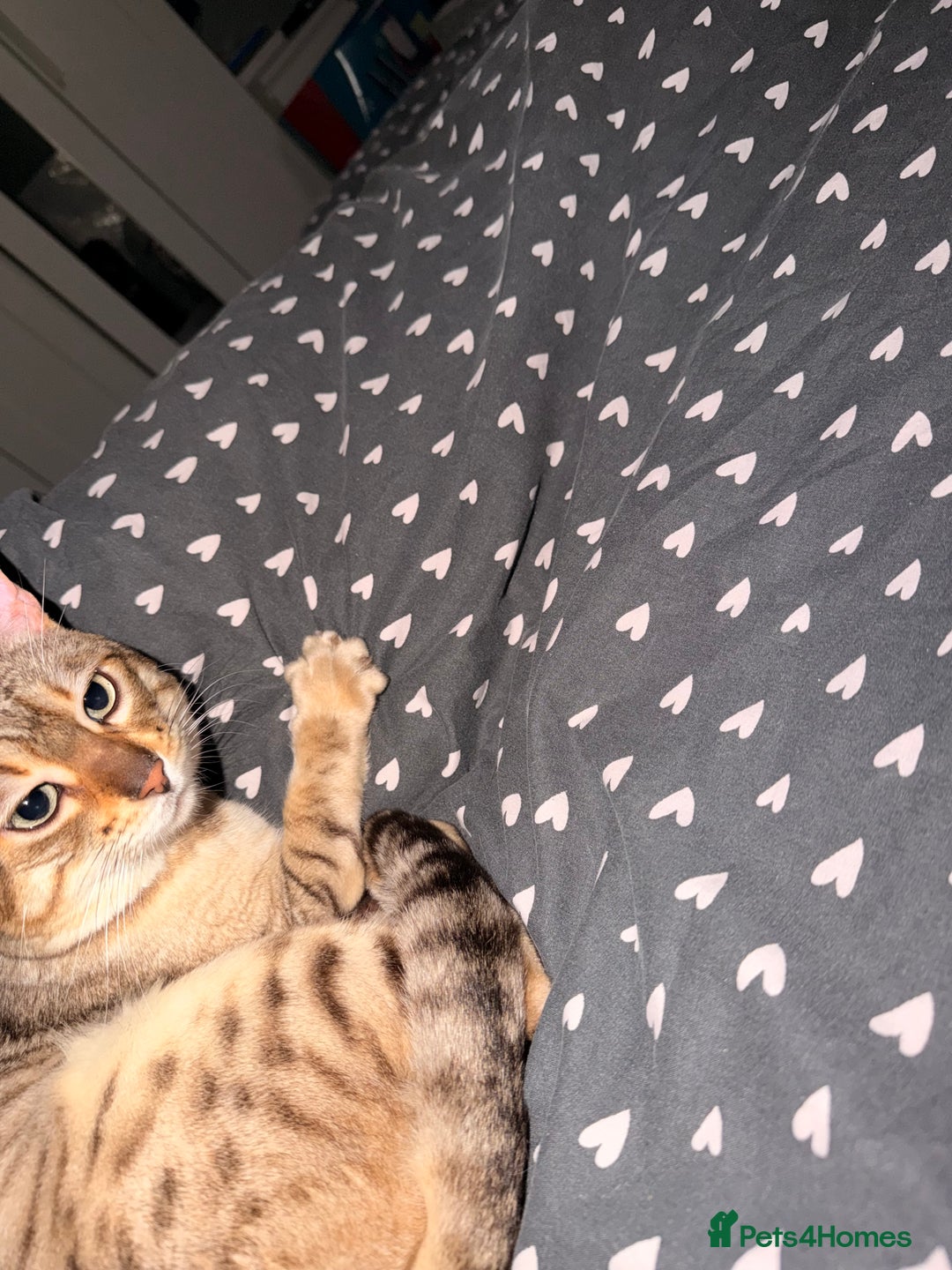 Bengal cats for sale: Snow bengal  - Advert 3