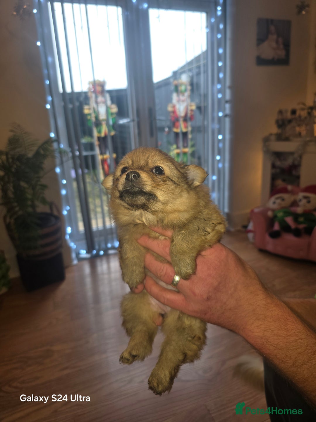 Mixed Breed dogs for sale: Pomspitz puppies  - Advert 16