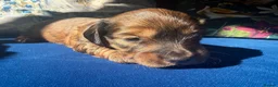 Miniature Dachshund dogs for sale: Stunning litter of miniature dachshund puppies - Advert 5