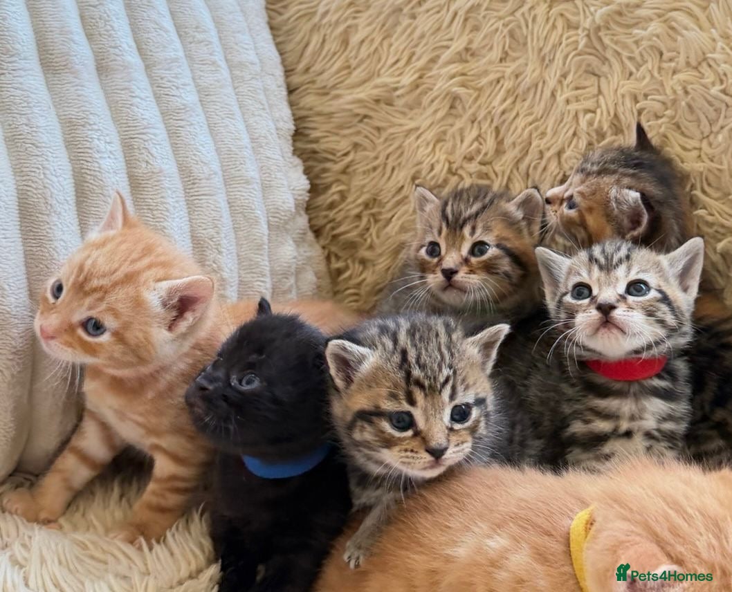Maine Coon cats Maine Coon Cross Kittens Seeking Forever Homes - Advert 3