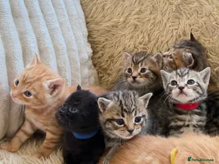 Maine Coon cats Maine Coon Cross Kittens Seeking Forever Homes - Advert 3