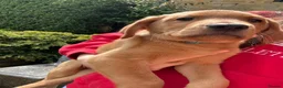 Labrador Retriever dogs for sale: ⭐️READY TO LEAVE NOW kcregistered Labrador puppies - Advert 9