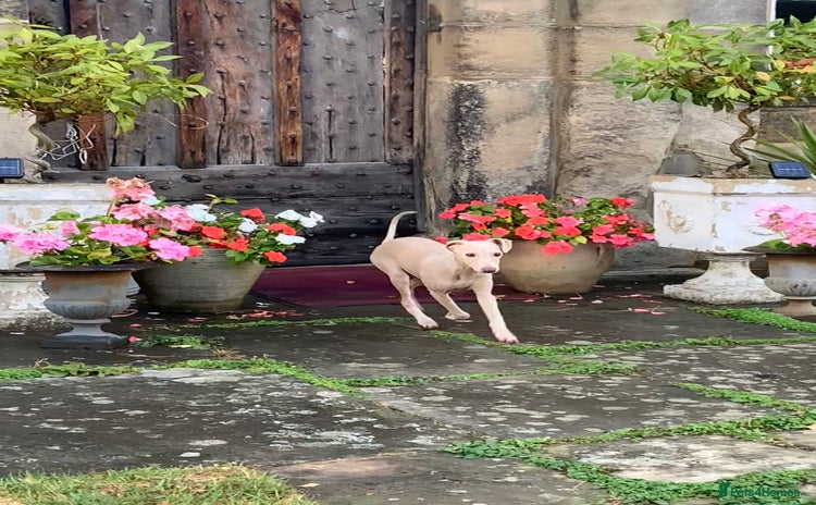 Italian Greyhound dogs in Leeds - Advert 14