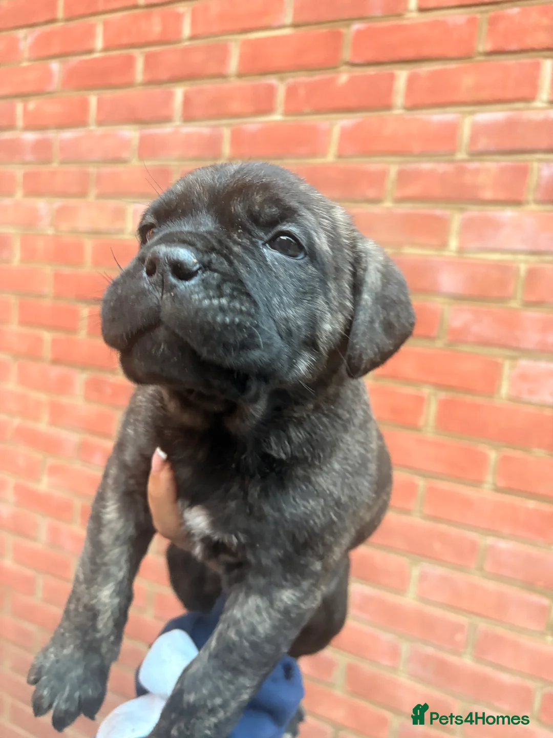 Mixed Breed dogs for sale: Puppies for Sale!! - Advert 13