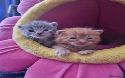 British Shorthair cats for sale: 4 Kittens ready to leave 25th August - Image 9
