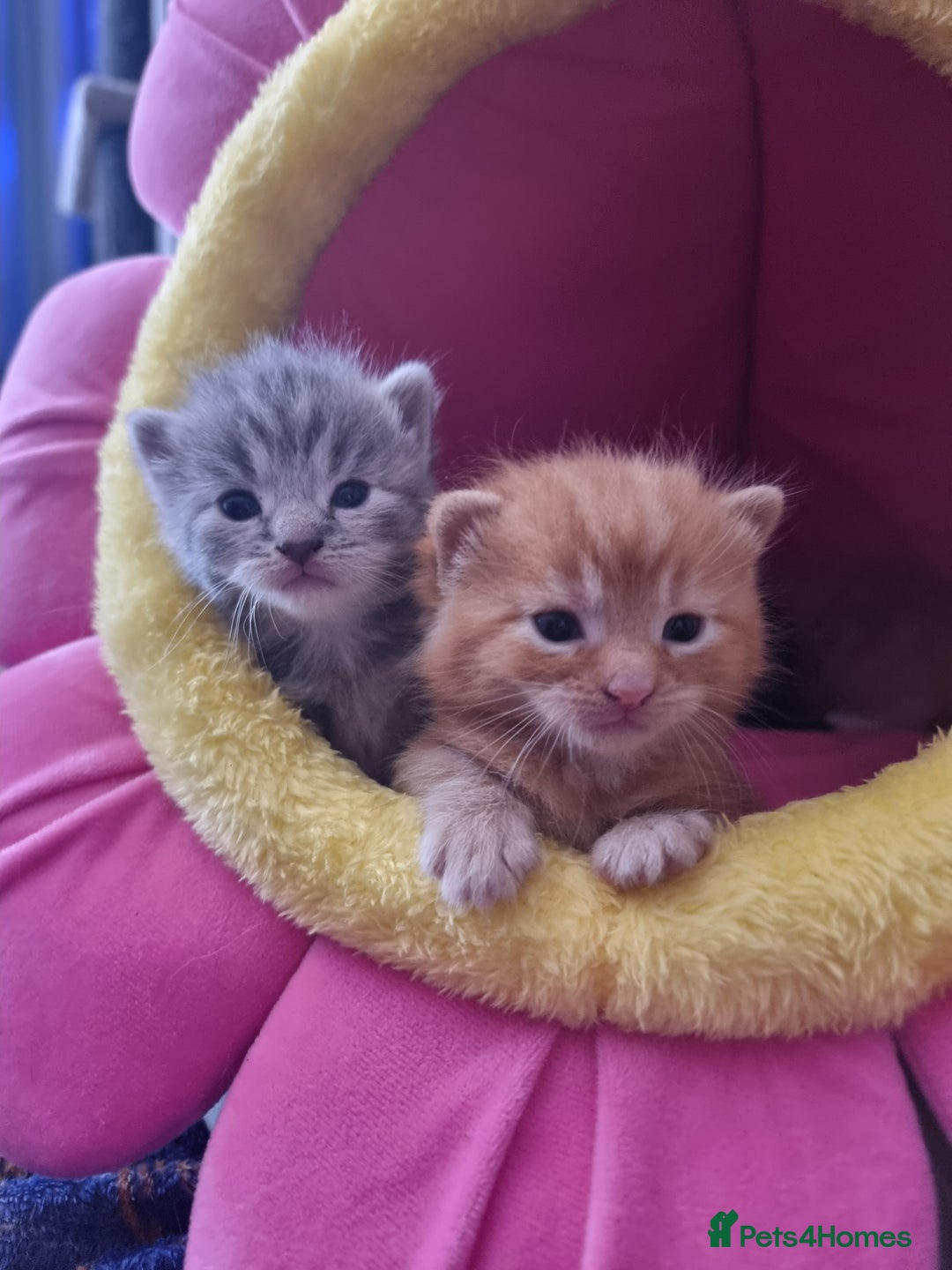British Shorthair cats for sale: 4 Kittens ready to leave 25th August - Image 9