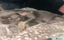 French Bulldog dogs for sale: Beautiful French bulldogs seek homes - Image 5