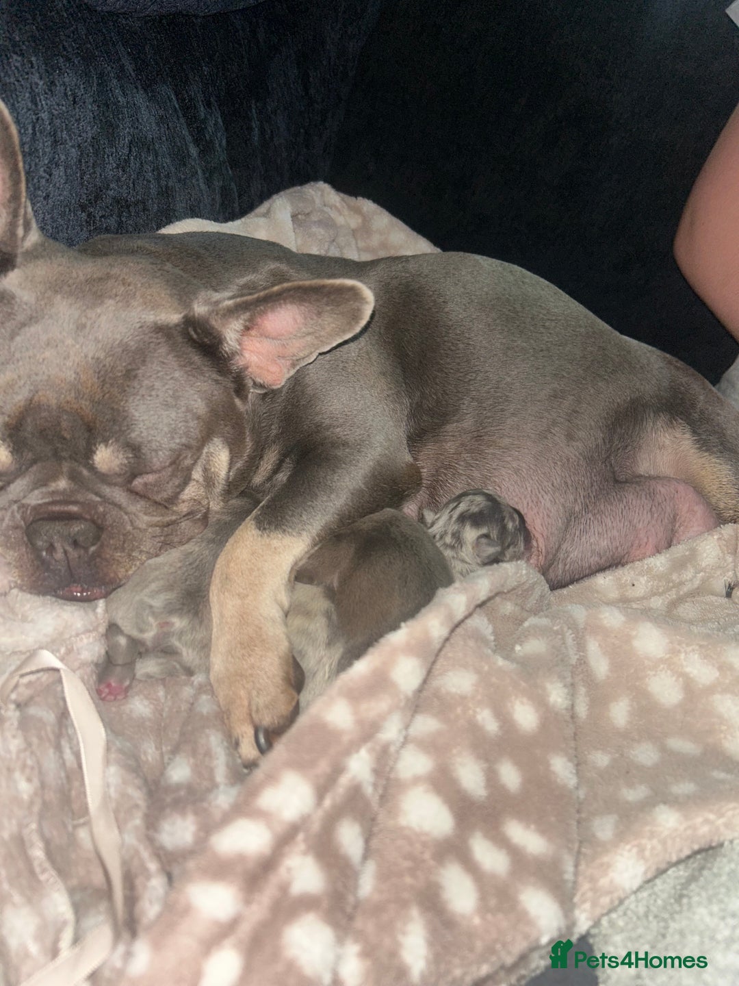 French Bulldog dogs for sale: Beautiful French bulldogs seek homes - Image 5