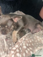 French Bulldog dogs - Advert 4