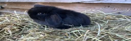 Mini Lop rabbits for sale: Gorgeous pure Mini lops  - Advert 9