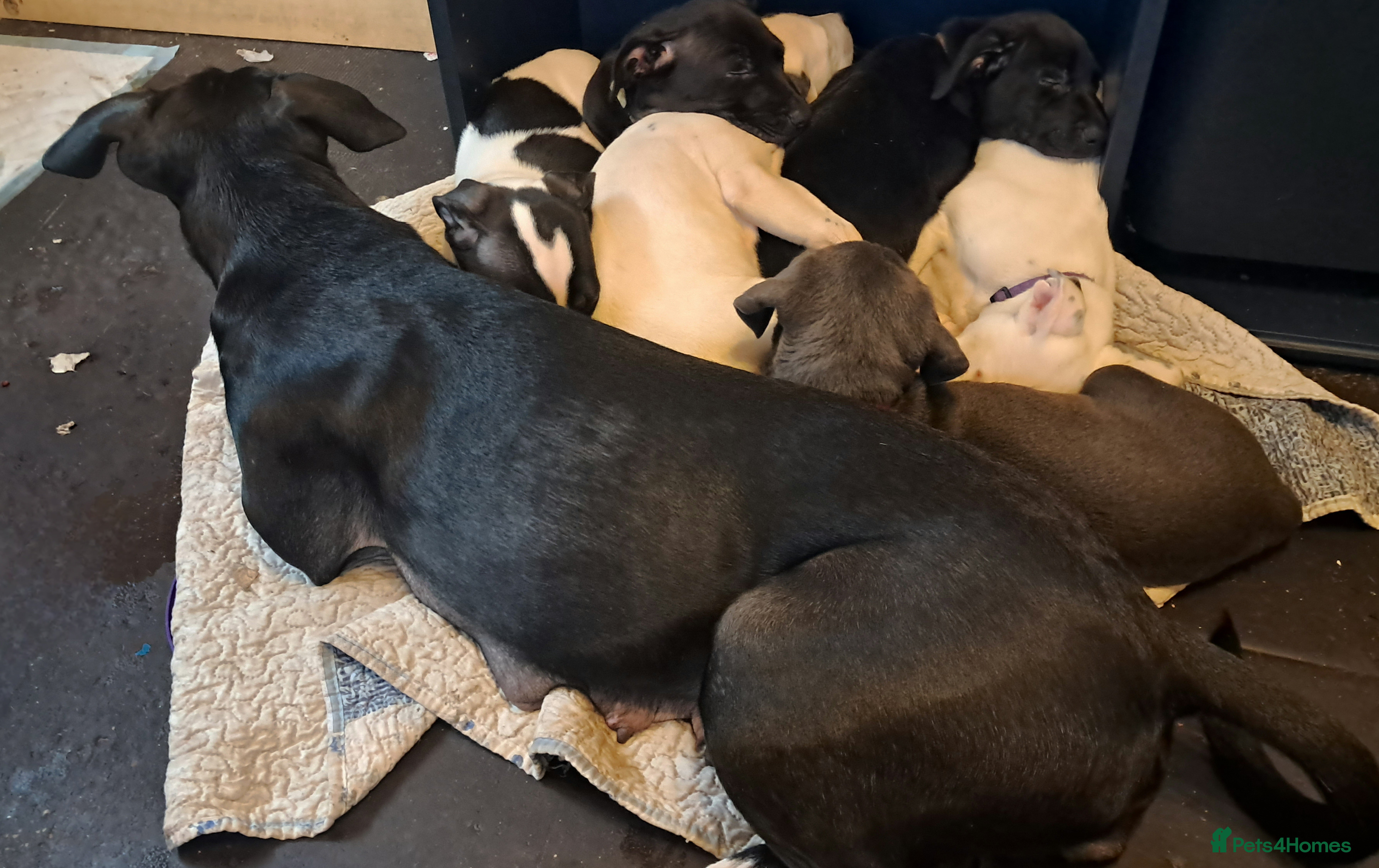 Mixed Breed dogs Staffy x malonios - Advert 20