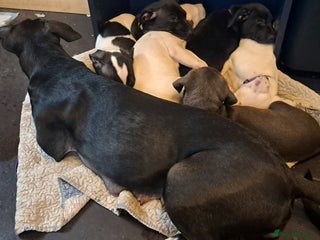 Mixed Breed dogs Staffy x malonios - Advert 9