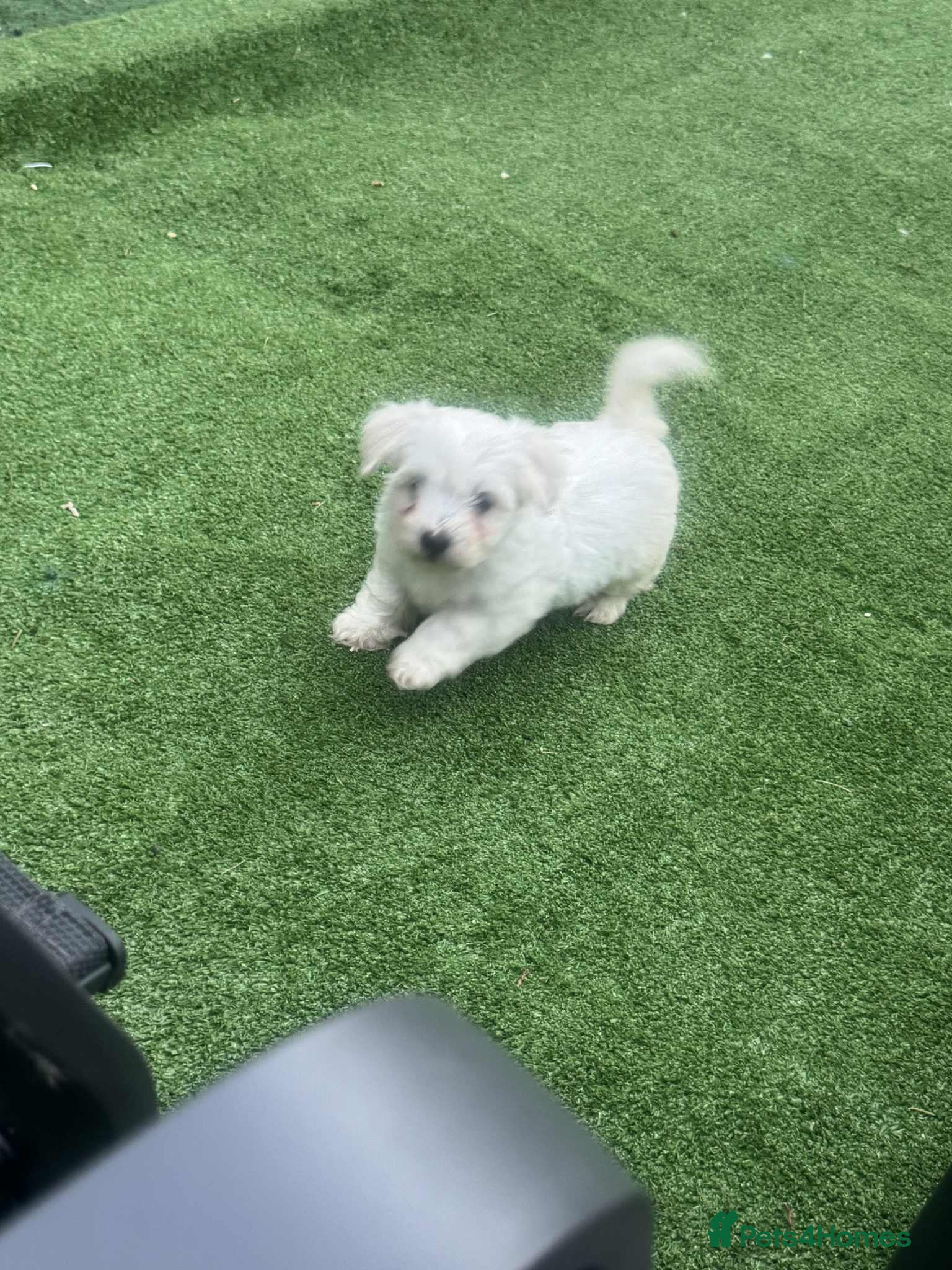 Maltese dogs Bichone Maltese  - Advert 12