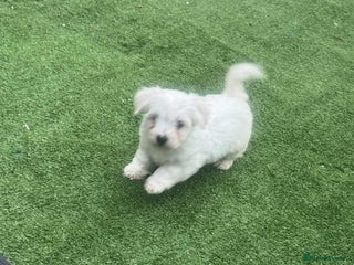 Maltese dogs Bichone Maltese - Advert 10