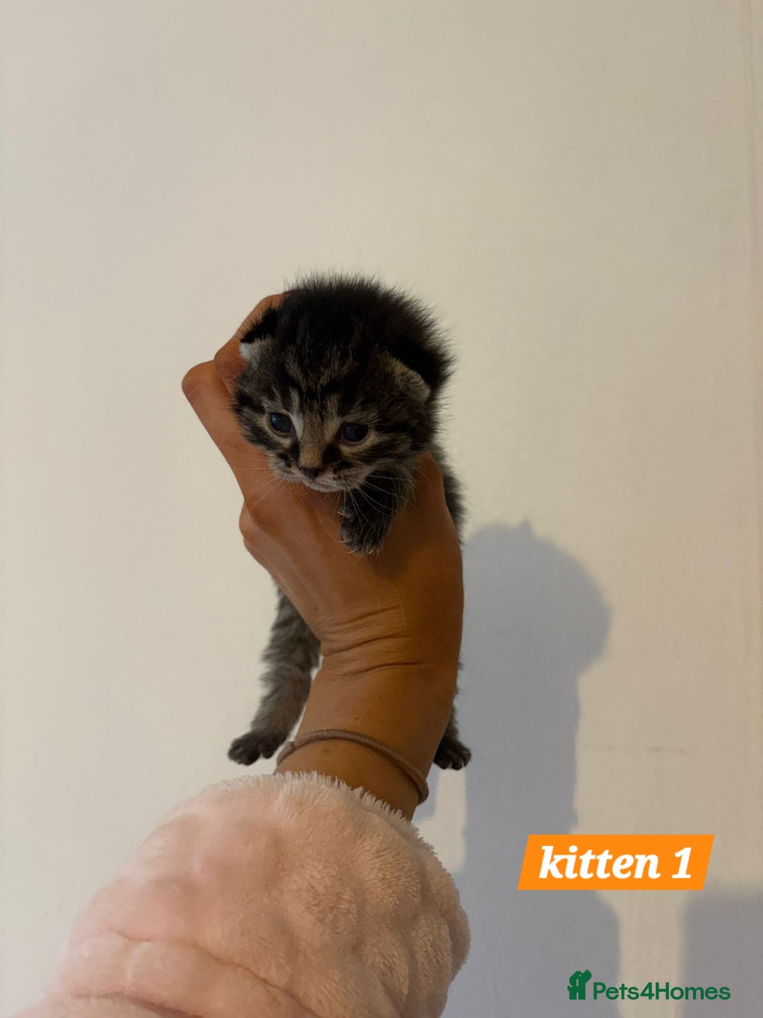 Scottish Fold cats for sale: Stunning Smoky Grey Kittens - Advert 3