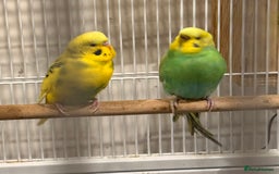 Budgerigars birds for sale: Bonded untamed budgies for sale - Image 1